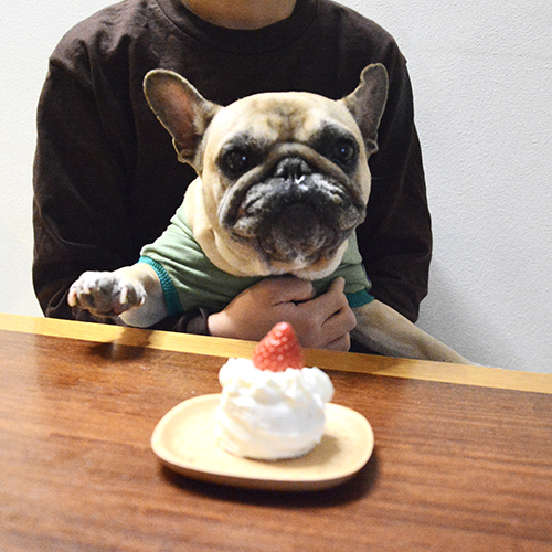 フレンチブルドッグ服のINMYLIFE potemkine